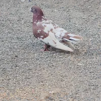 کبوتر نر|پرنده|جزنیک, |دیوار