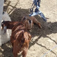 بز  با بزغاله نر