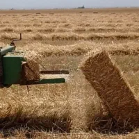 کاه و کلش ۹۰ سانتی