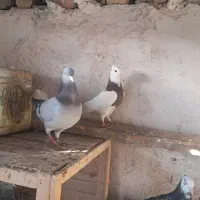 سبزدم سفید نر جوون