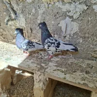 کبوتر کله سیاه جفتی|پرنده|مرودشت, رامجرد یک|دیوار