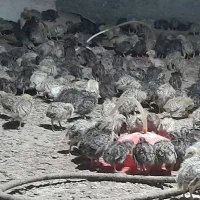 جوجه بلدرچین|حیوانات مزرعه|گزیک, |دیوار