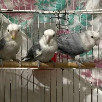 طوطی کوتوله برزیلی