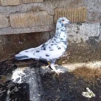 کفتر گلی ماده