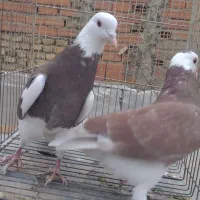 کبوتر حدود۳۰تا یجا کبوترا فوق العاده هستن