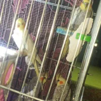 عروس هلندی|پرنده|سرپل ذهاب, |دیوار