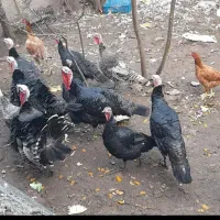 ۵ تا بوقلمون ۴ ماهه و ۳ تا اردک اسراییلی ۴ ماهه