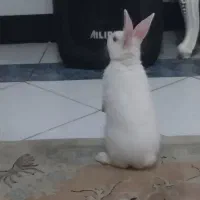 خرگوش ناز بازیگوش|موش و خرگوش|رشت, حسین آباد|دیوار