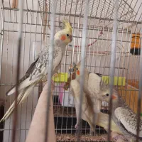 عروس هلندی گلباقالی ،مرواریدی،ابلغ|پرنده|همدان, |دیوار