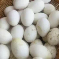 تخم‌غاز