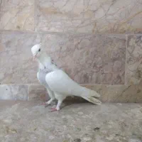 کفتر رنگه. طوقی هفترنگ جفتگاه دمسفید ساده افغانی|پرنده|مشهد, شهرک شهید باهنر|دیوار