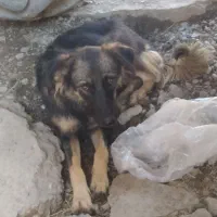 سگگ