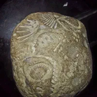 فسیل چند صدف و جانور آبزی