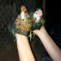ده تا نیمچه مرغ خروس گلین