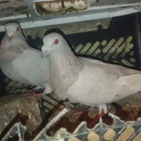 سرور کرم سفید کله دم سبز