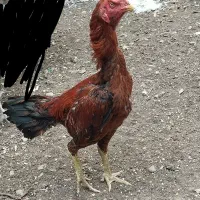 خروز دو برادر|حیوانات مزرعه|اردبیل, |دیوار