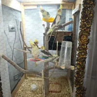 5 عدد عروس هلندی