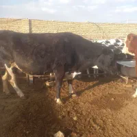 گاوشیری|حیوانات مزرعه|ساروق, |دیوار