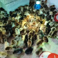 جوجه مرغ تخمگذار