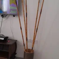 گلدون با نی