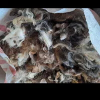 پشم گوسفند