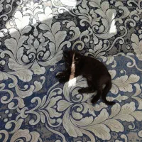 واگذاری بچه گربه|گربه|باسمنج, |دیوار