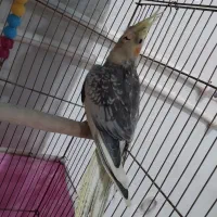 عروس هلندی|پرنده|گیان, |دیوار