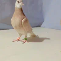 چندتا کبوتر مقبول پرشی و جفتگاه|پرنده|خلیل آباد, |دیوار