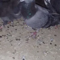 کبوتر غروب بازی|پرنده|گنبد کاووس, |دیوار