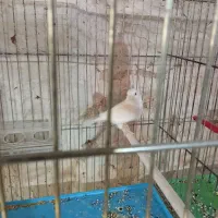 فروش قناری|پرنده|عجب شیر, |دیوار