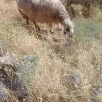 گوسفند خشک هی وه ورن|حیوانات مزرعه|چرداول, |دیوار