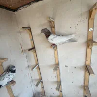 کبوتر|پرنده|مشهد, کوشش|دیوار