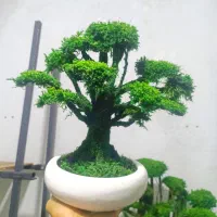 بنسای و درخت جاودان با خزه و گل طبیعی بدون مراقبت|گل مصنوعی|تهران, بهارستان|دیوار