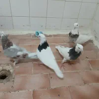 کبوتر طوقی|پرنده|کرمانشاه, |دیوار