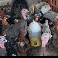 فروش مرغ محلی وخروس مرغ کارخونه ای بوقلمون محلی|حیوانات مزرعه|بوشهر, |دیوار