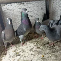 سبز المانی