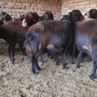 میش افشار ی|حیوانات مزرعه|رضویه, |دیوار