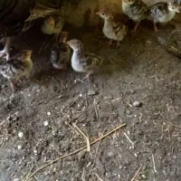 جوجه بوقلمون