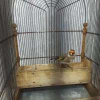 فروش‌سهره‌متولد‌قفس‌|پرنده|محلات, |دیوار