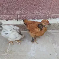 مرغ و خروس برهما