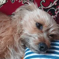 سگ گمشده|حیوانات|مشهد, بهمن|دیوار