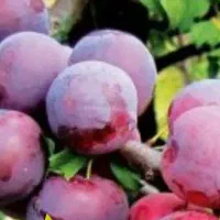 پیش فروش نهال آلو سانتروزا|خدمات باغبانی و درختکاری|بندر گز, |دیوار