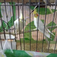 طوطی عروس هلندی رام ومولد