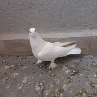 کبوتر لوتی|پرنده|تبریز, |دیوار