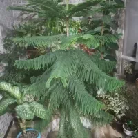 گل کاج منطبق