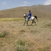 فروش دو راس اسب|اسب و تجهیزات اسبسواری|درودزن, |دیوار