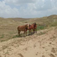 مادیون ..نوزدین   کل