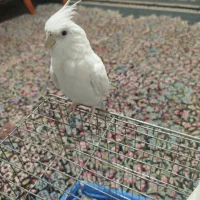 عروس هلندی البینو