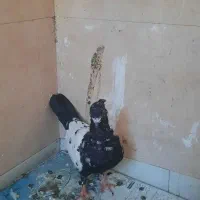 سینه سیاه