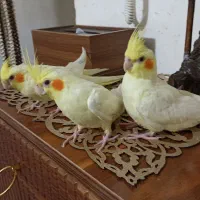 جوجه عروس،لوتینو،دانخور|پرنده|ملایر, |دیوار